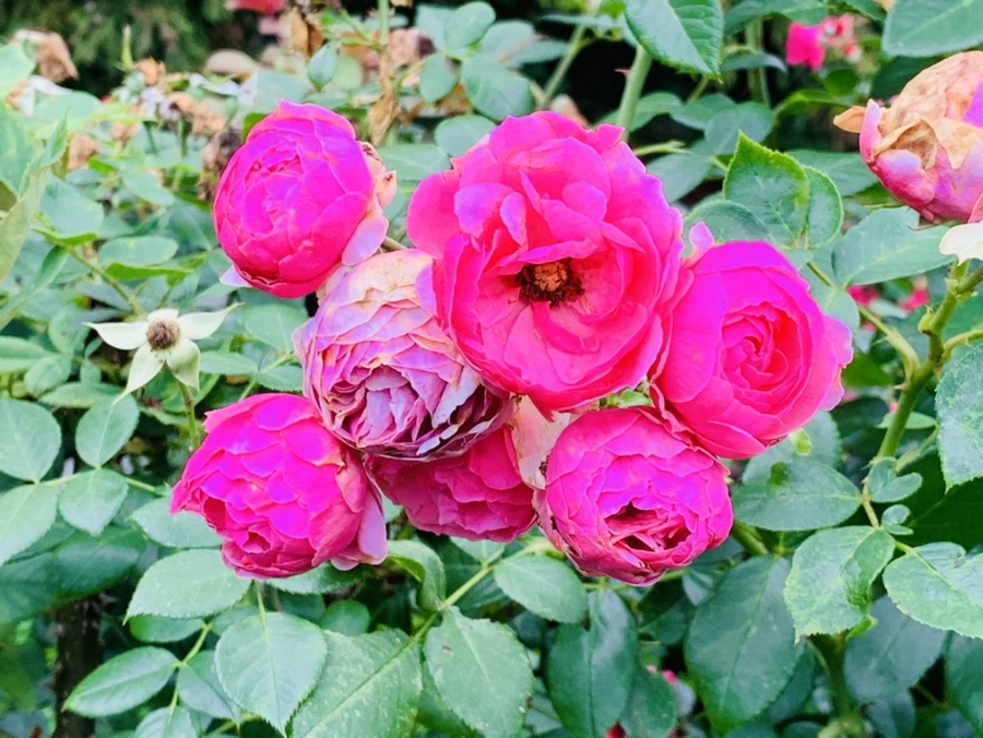 IMG_0433.jpg?type=w966