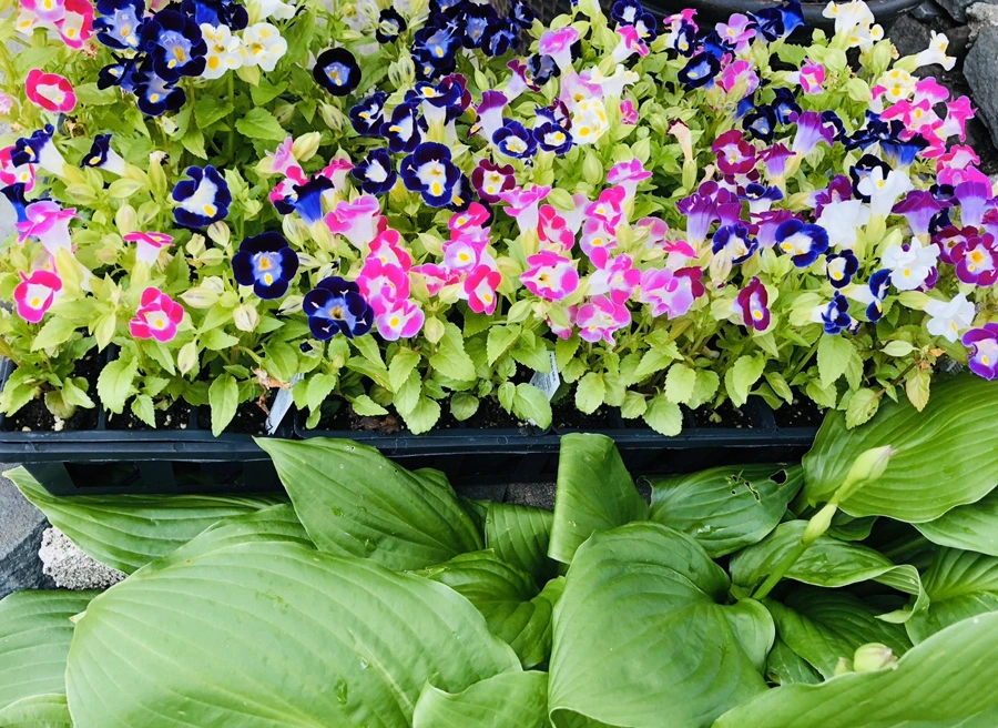 IMG_8912.jpg?type=w966