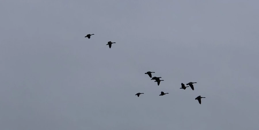 IMG_8212.jpg?type=w966