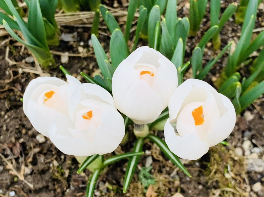 IMG_3495.jpg?type=w966