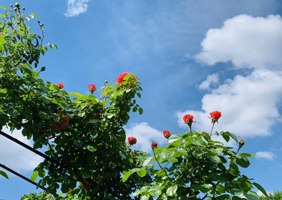 IMG_5796.jpg?type=w966