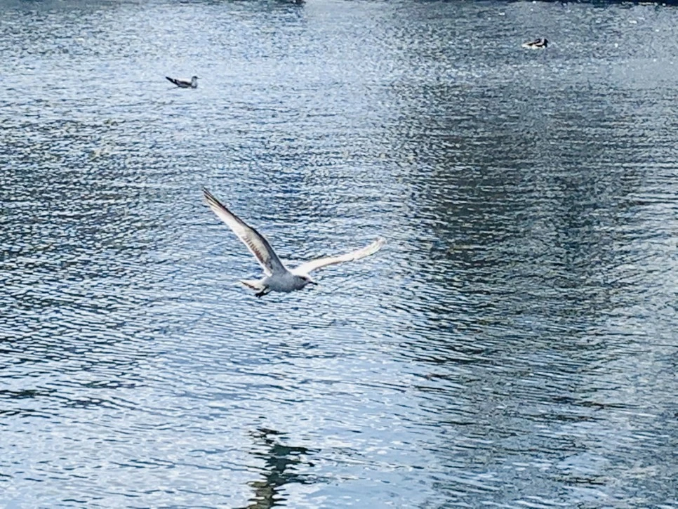 IMG_7259.jpg?type=w966