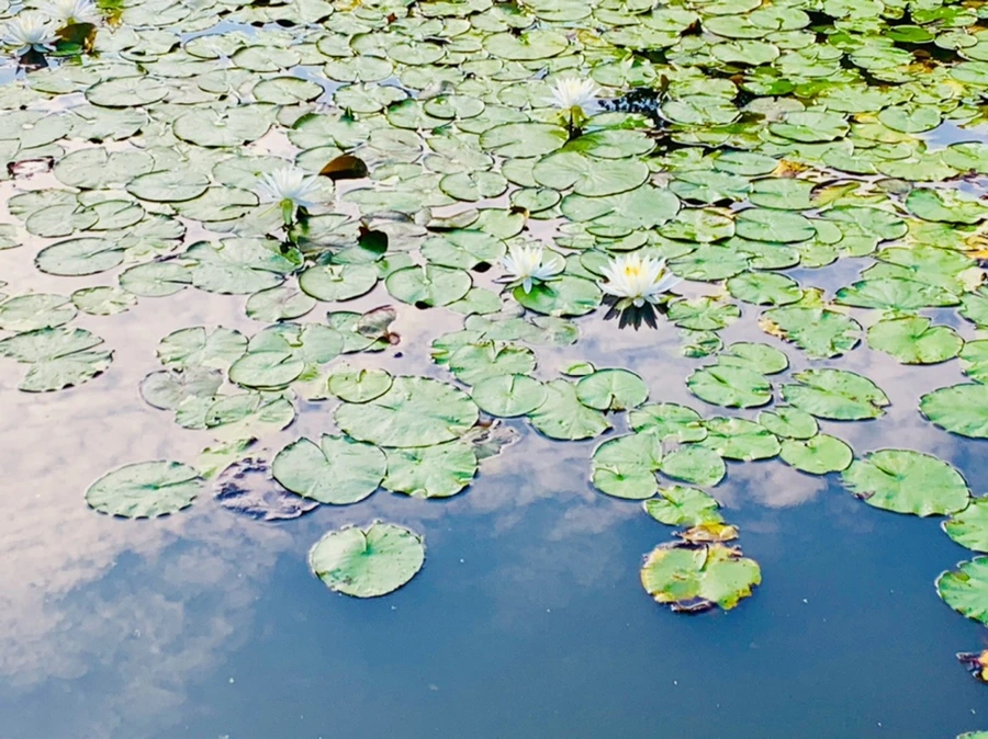 IMG_1553.jpg?type=w966