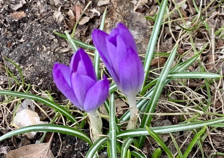 IMG_7081.jpg?type=w966