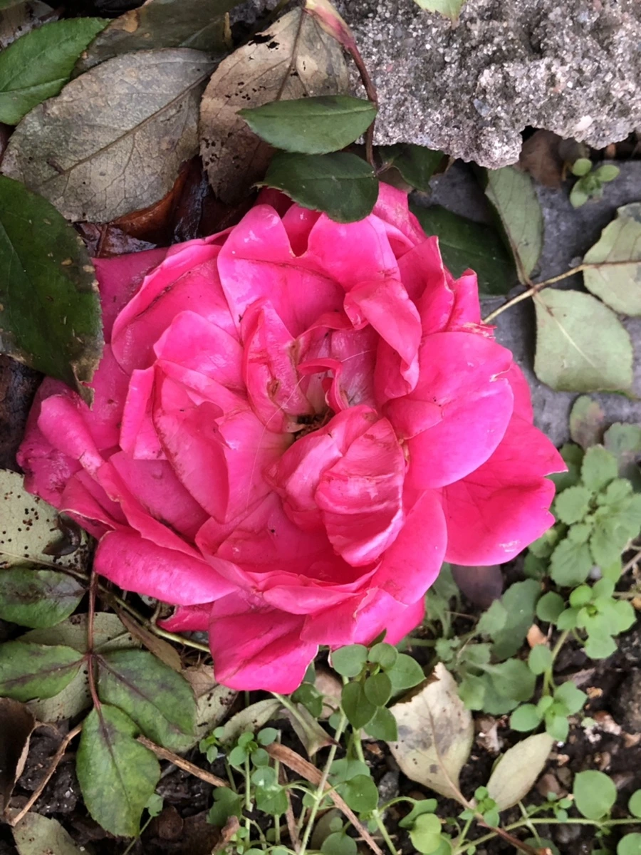 IMG_8214.jpg?type=w966