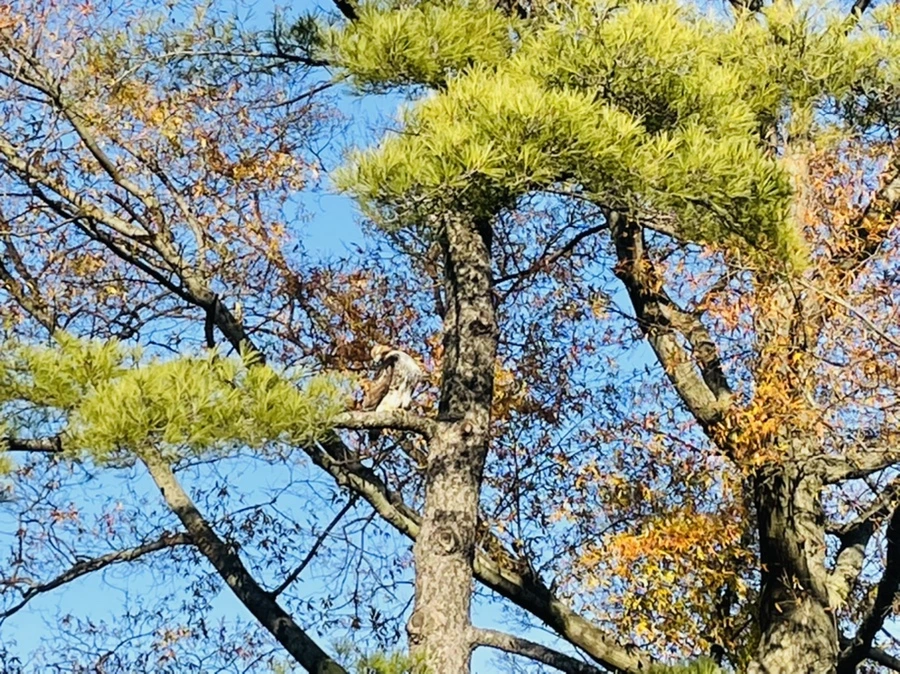 IMG_6052.jpg?type=w966