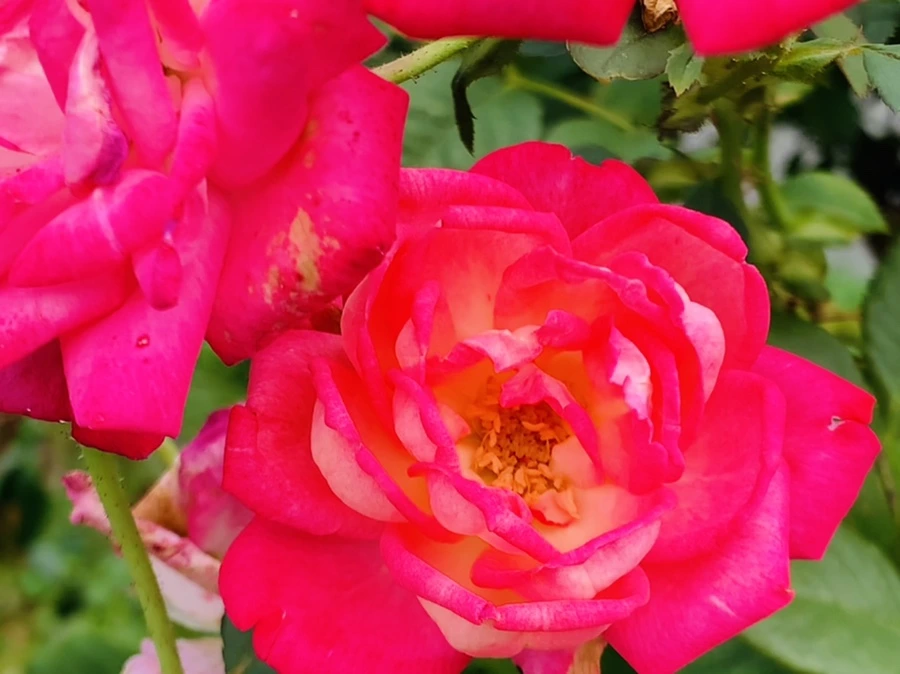 IMG_5006.jpg?type=w966