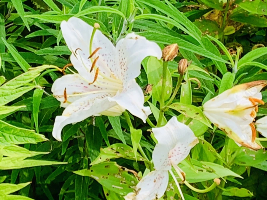 IMG_9428.jpg?type=w966