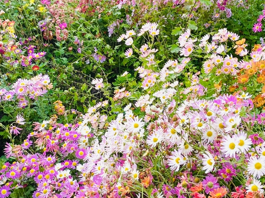 IMG_1227.jpg?type=w966