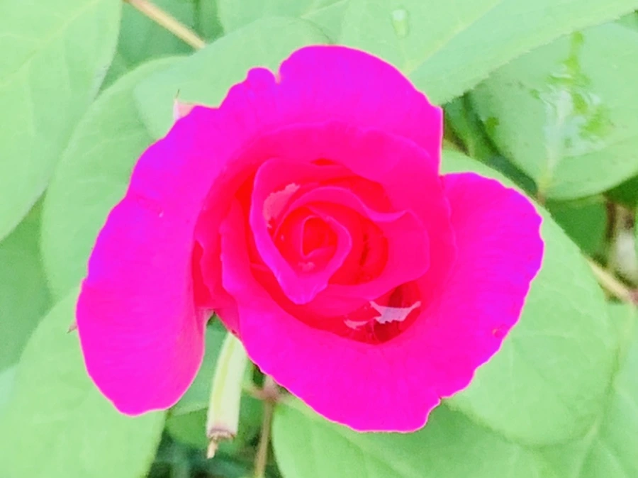 IMG_6897.jpg?type=w966