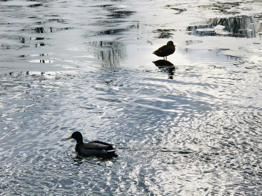 IMG_5025.jpg?type=w966