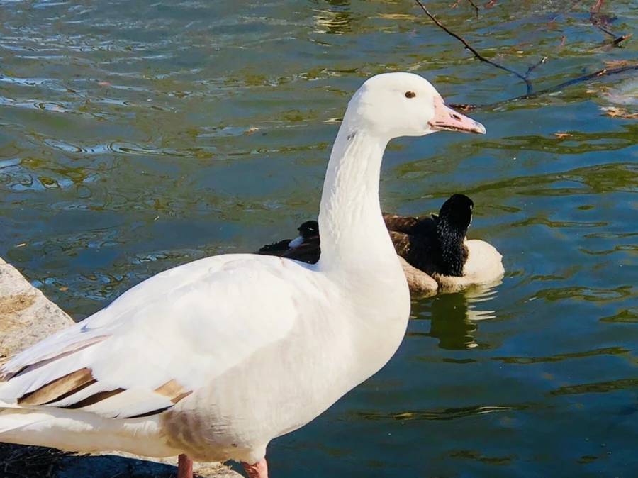 IMG_5186.jpg?type=w966