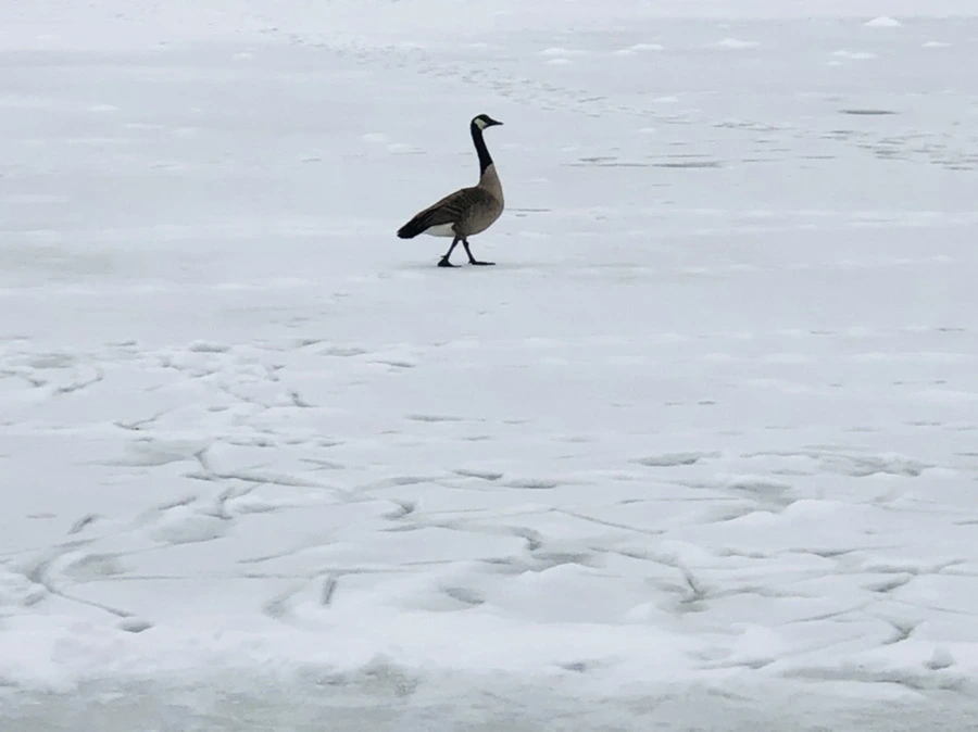 IMG_2724.jpg?type=w966