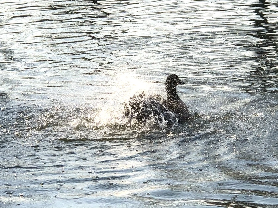 IMG_2861.jpg?type=w966