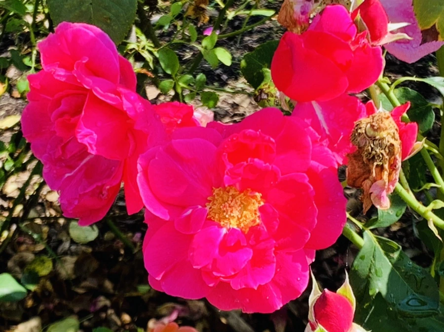 IMG_8452.jpg?type=w966