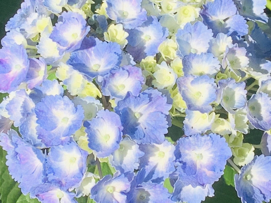 IMG_3979.jpg?type=w966