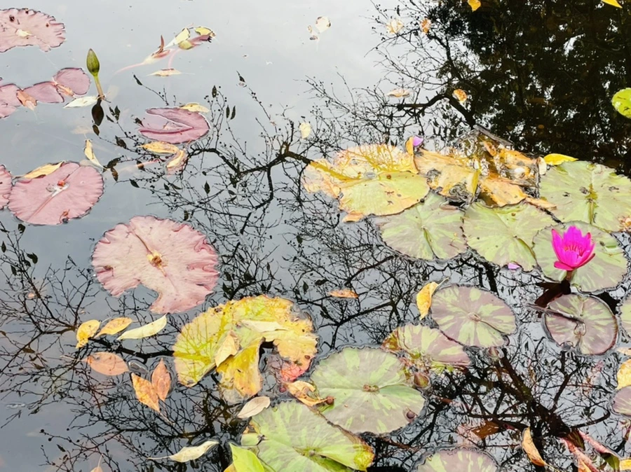 IMG_1276.jpg?type=w966