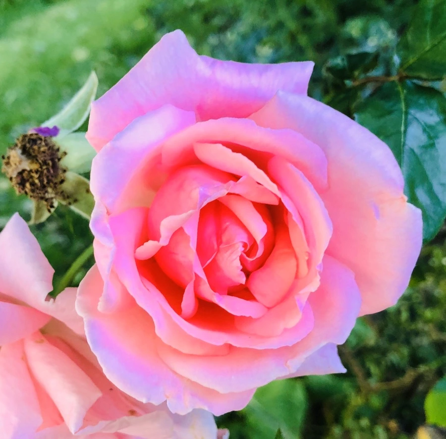 IMG_8531.jpg?type=w966