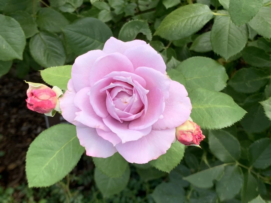 IMG_5426.jpg?type=w966