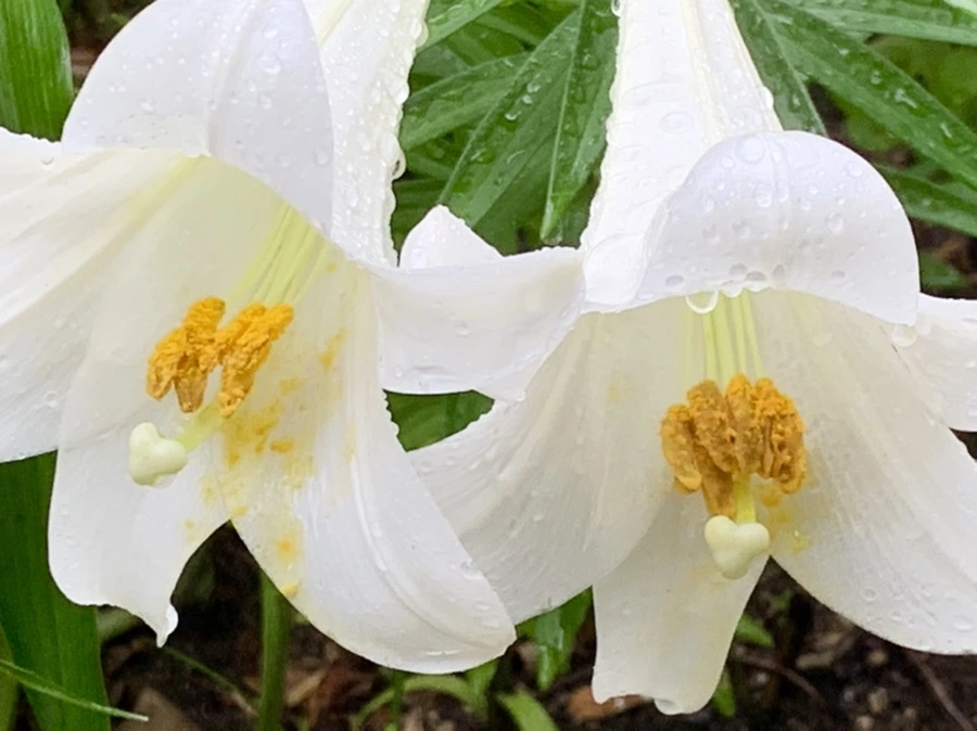 IMG_0141.jpg?type=w966