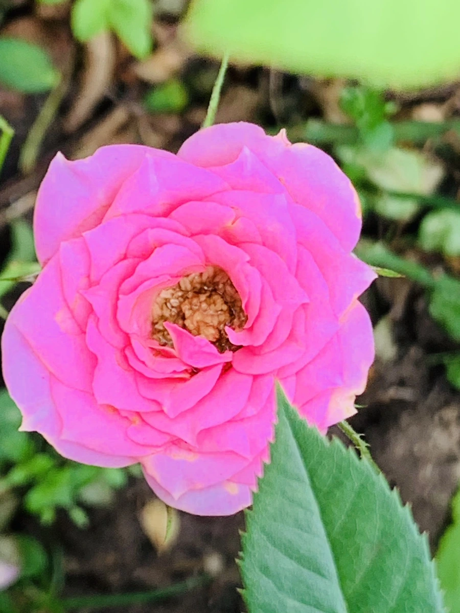 IMG_6067.jpg?type=w966