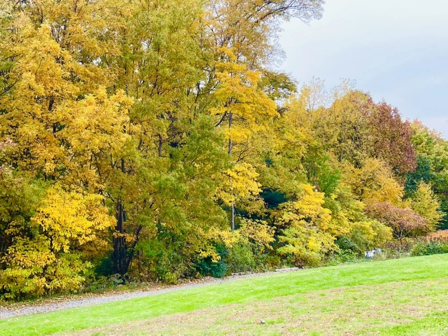 IMG_2353.jpg?type=w966