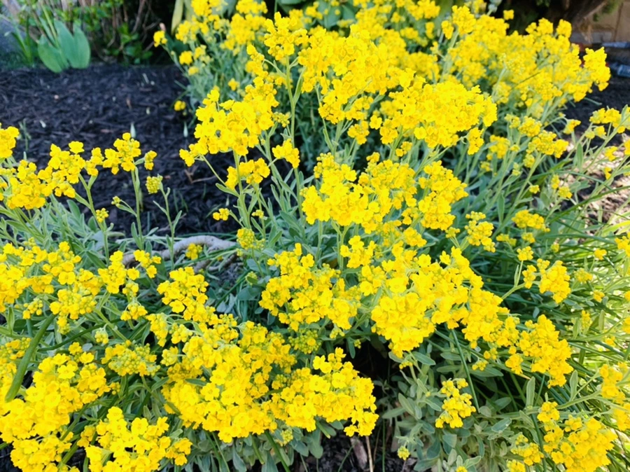 IMG_4154.jpg?type=w966