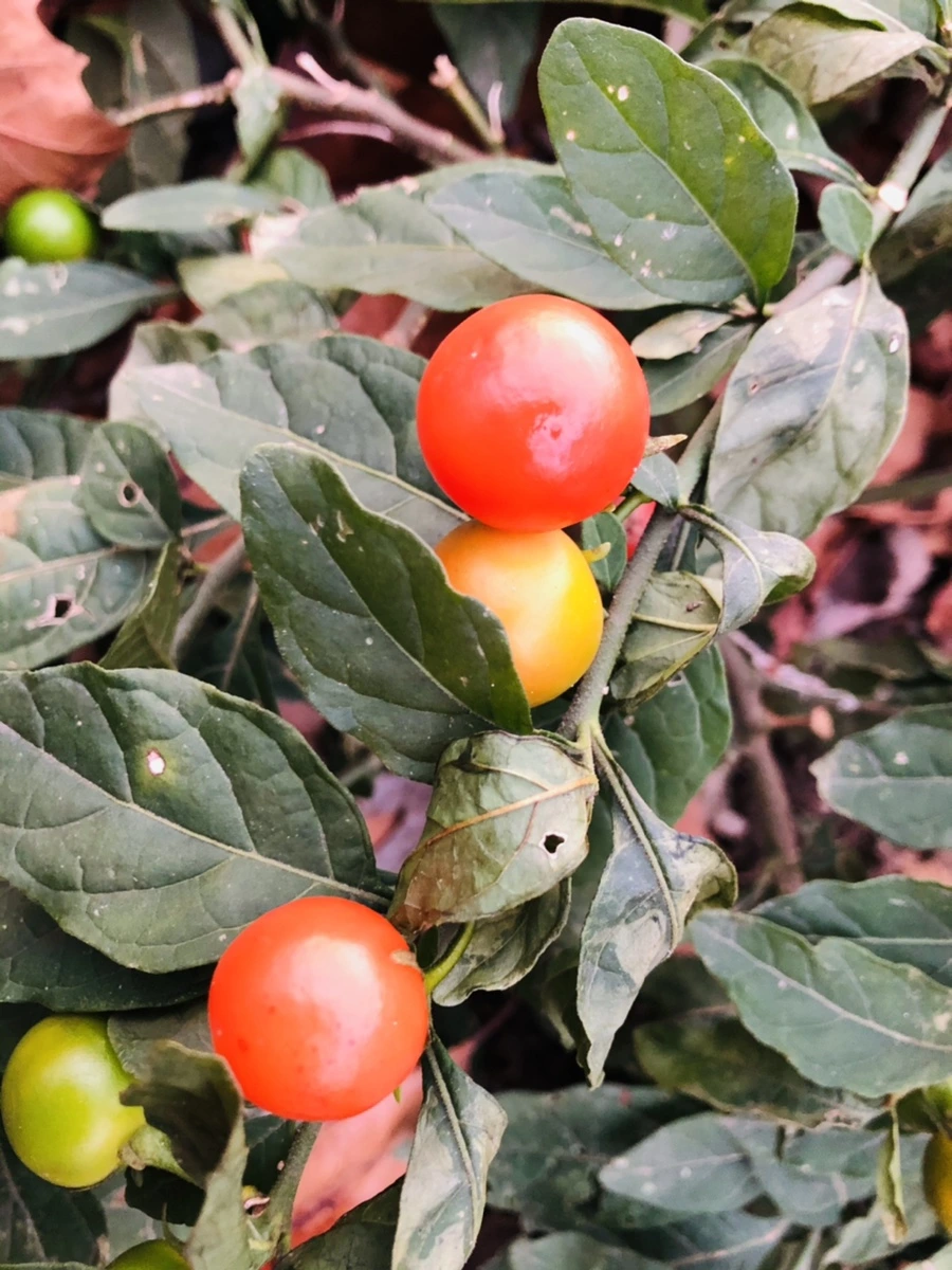 IMG_8216.jpg?type=w966