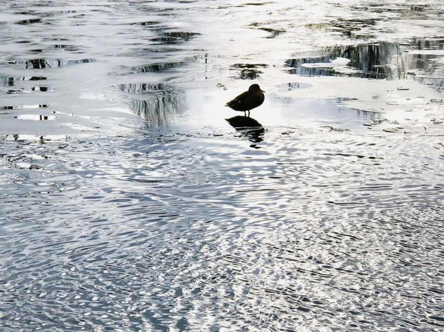 IMG_5026.jpg?type=w966