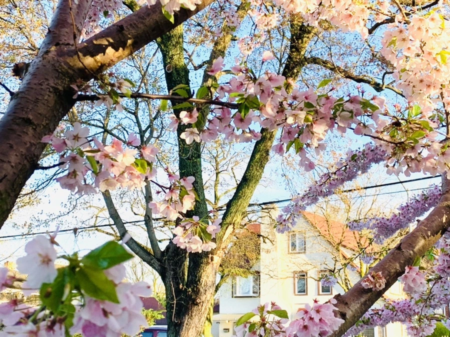 IMG_2448.jpg?type=w966