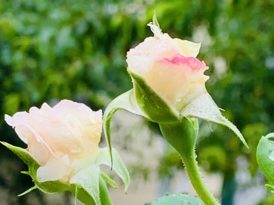 IMG_0217.jpg?type=w966