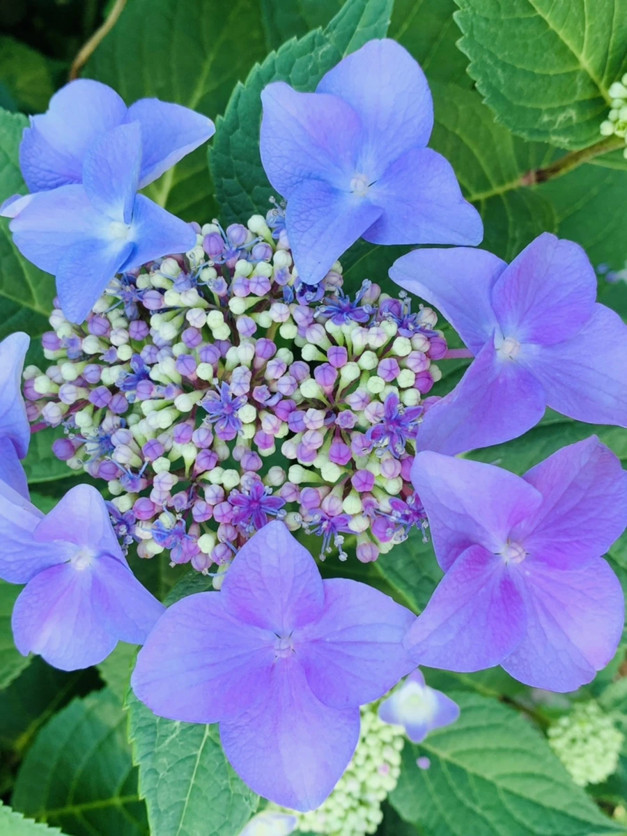 IMG_6274.jpg?type=w966