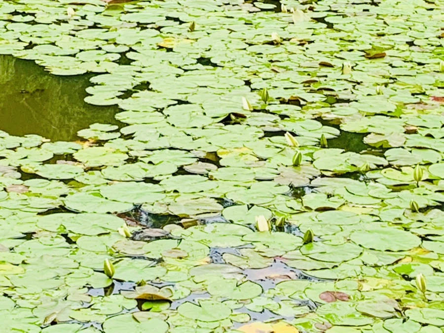 IMG_2968.jpg?type=w966