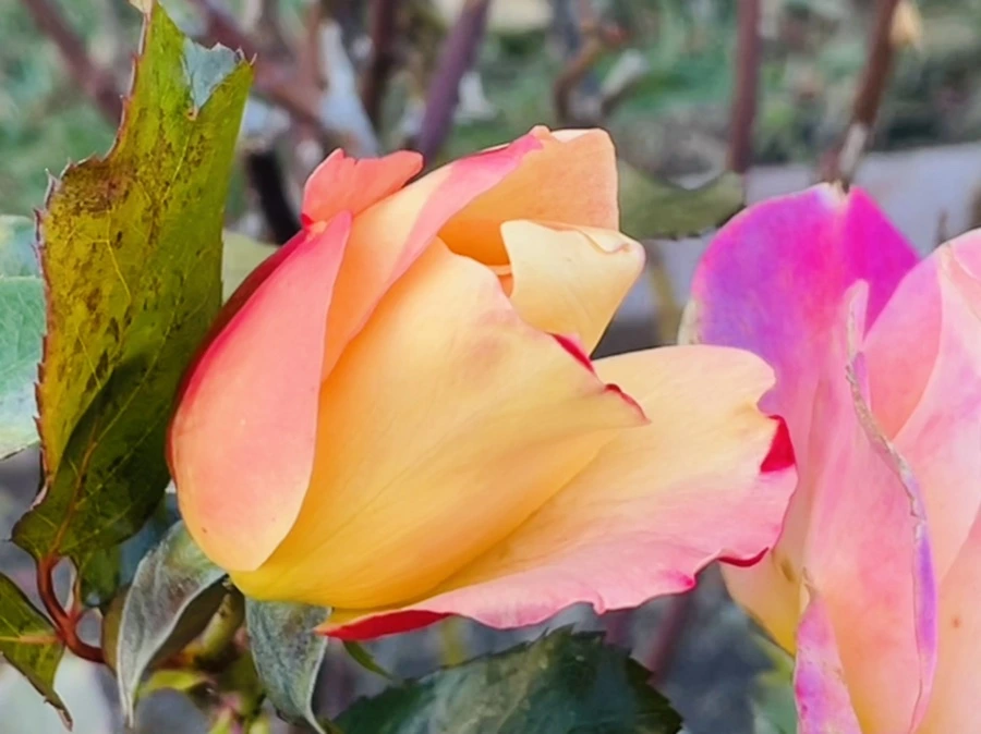 IMG_4114.jpg?type=w966