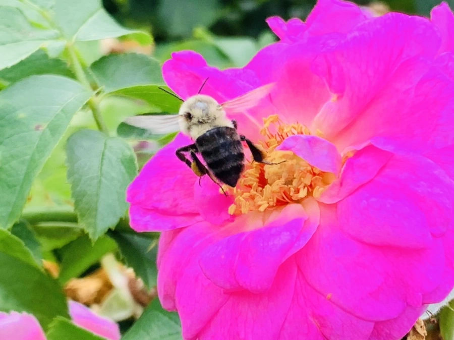 IMG_5029.jpg?type=w966