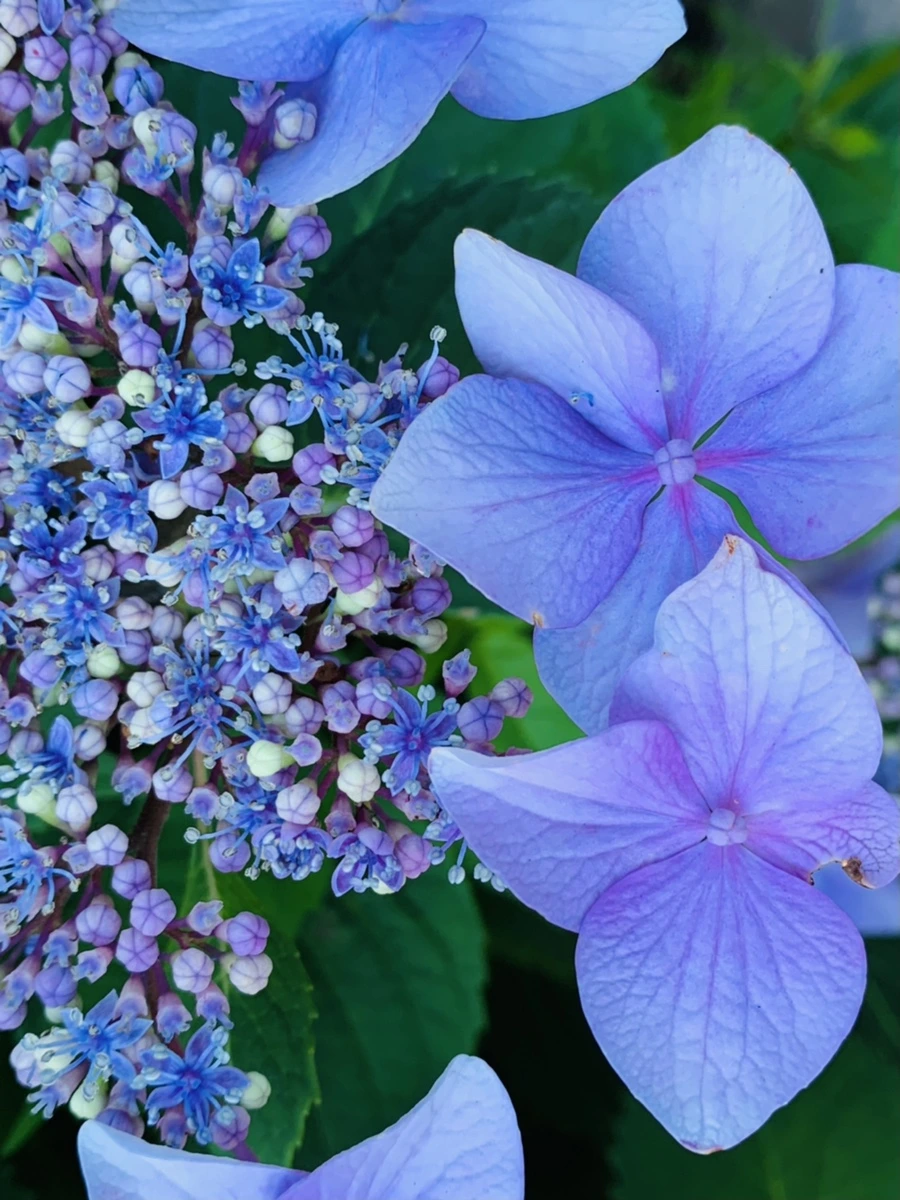 IMG_6272.jpg?type=w966