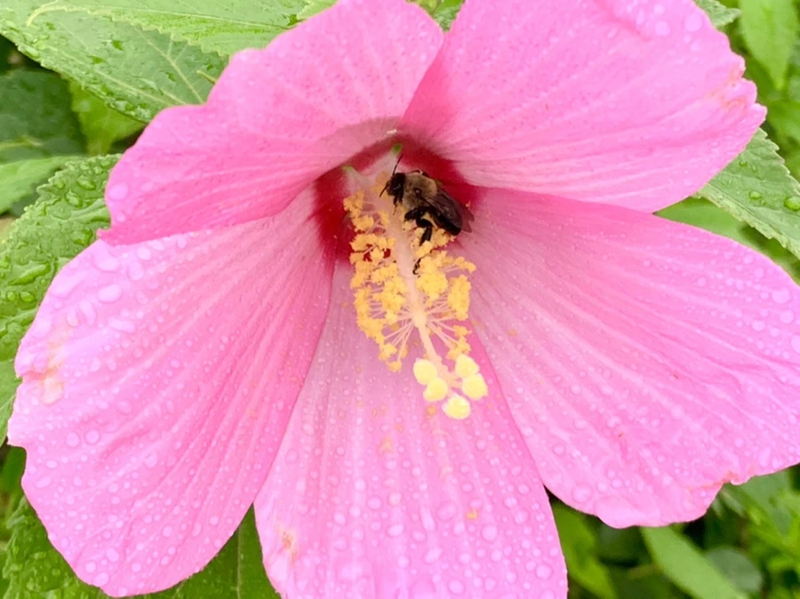 IMG_7758.jpg?type=w966