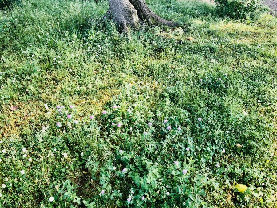 IMG_8334.jpg?type=w966