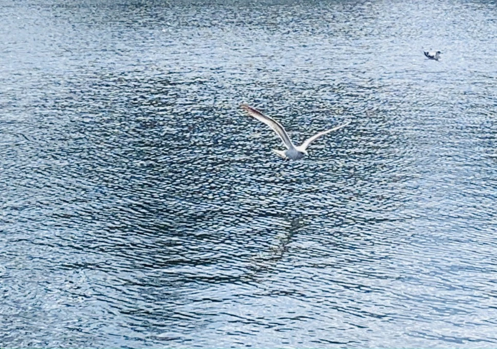 IMG_7258.jpg?type=w966