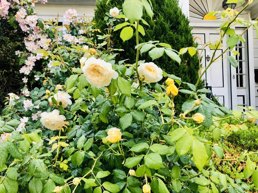 IMG_8027.jpg?type=w966