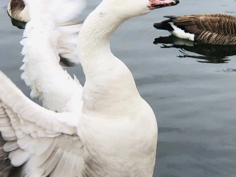 IMG_6150.jpg?type=w966