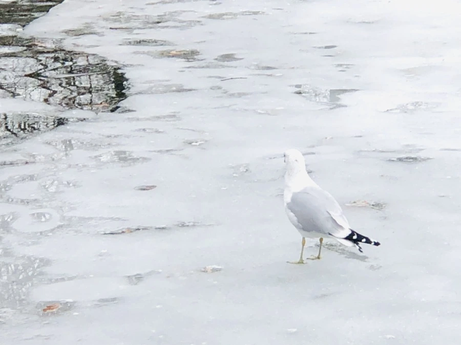 IMG_6328.jpg?type=w966