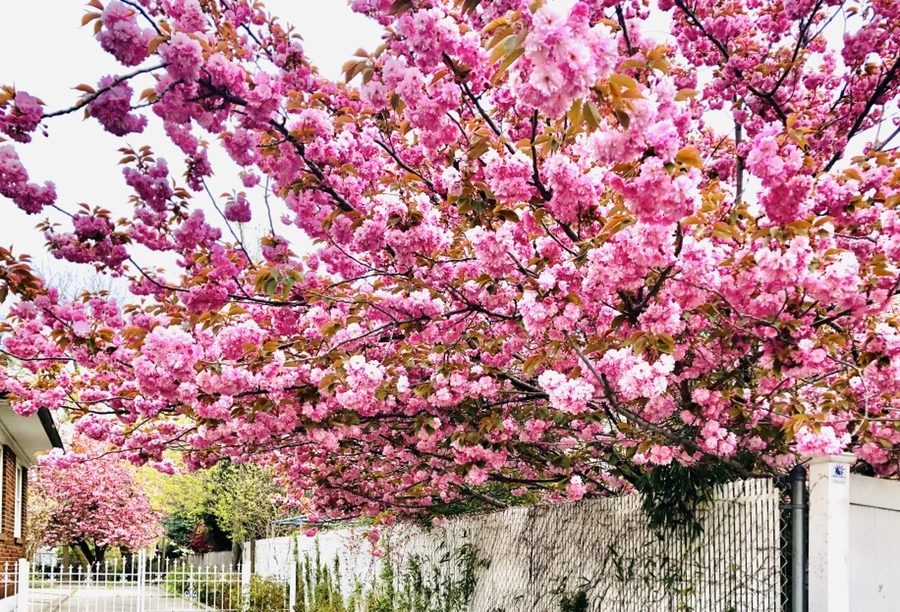 IMG_7134.jpg?type=w966