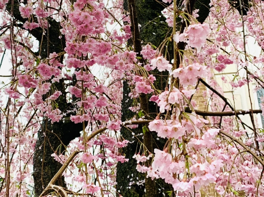 IMG_2314.jpg?type=w966