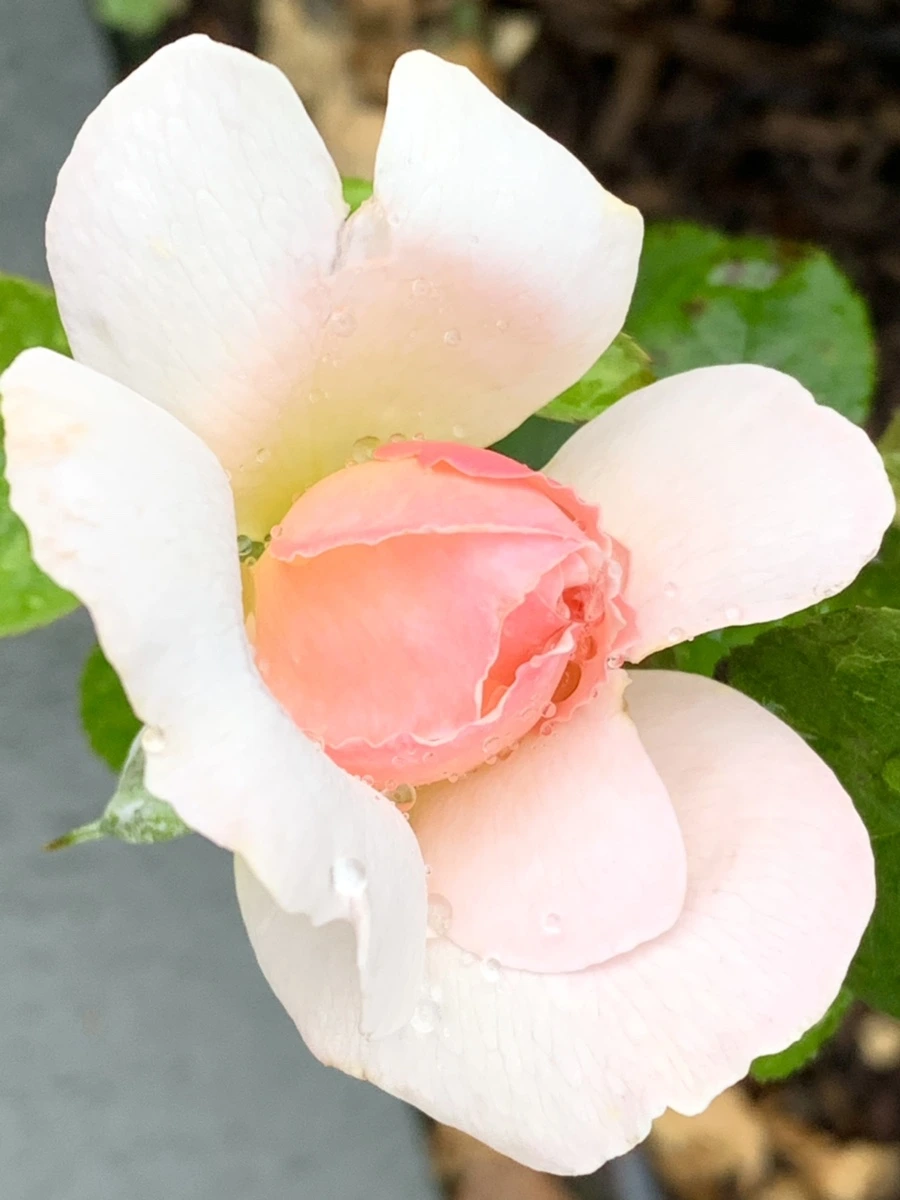 IMG_9565.jpg?type=w966