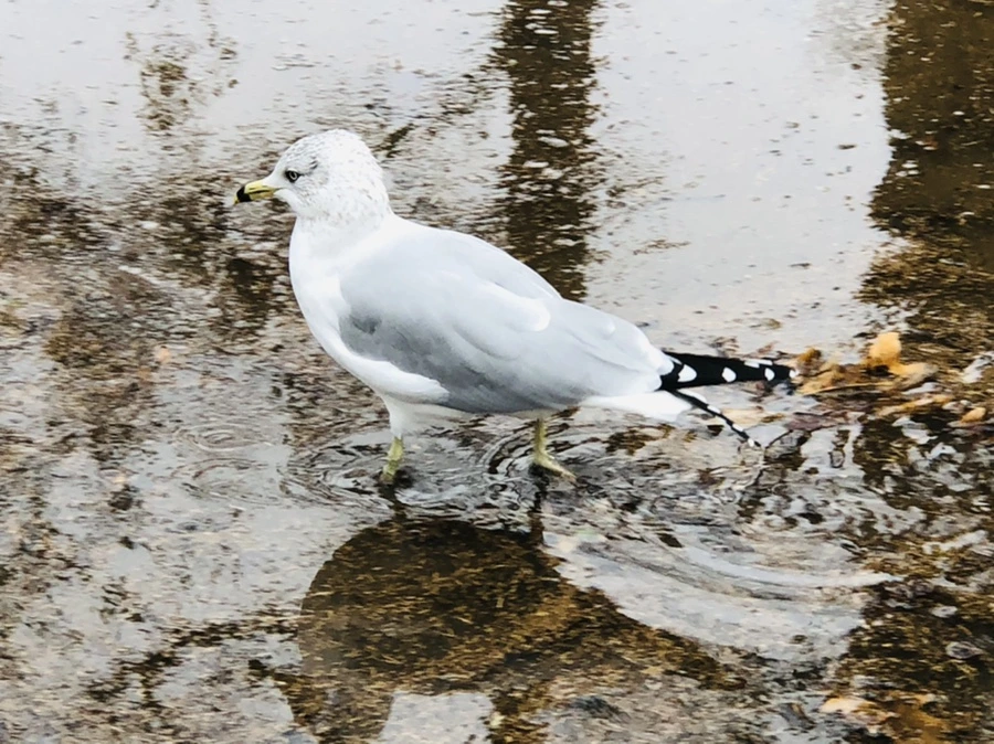 IMG_9380.jpg?type=w966