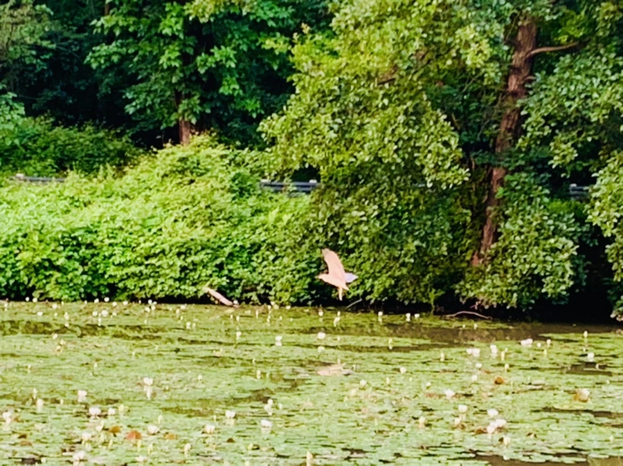 IMG_8273.jpg?type=w966