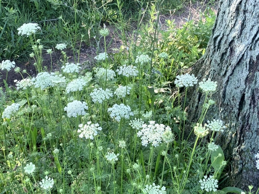 IMG_5876.jpg?type=w966