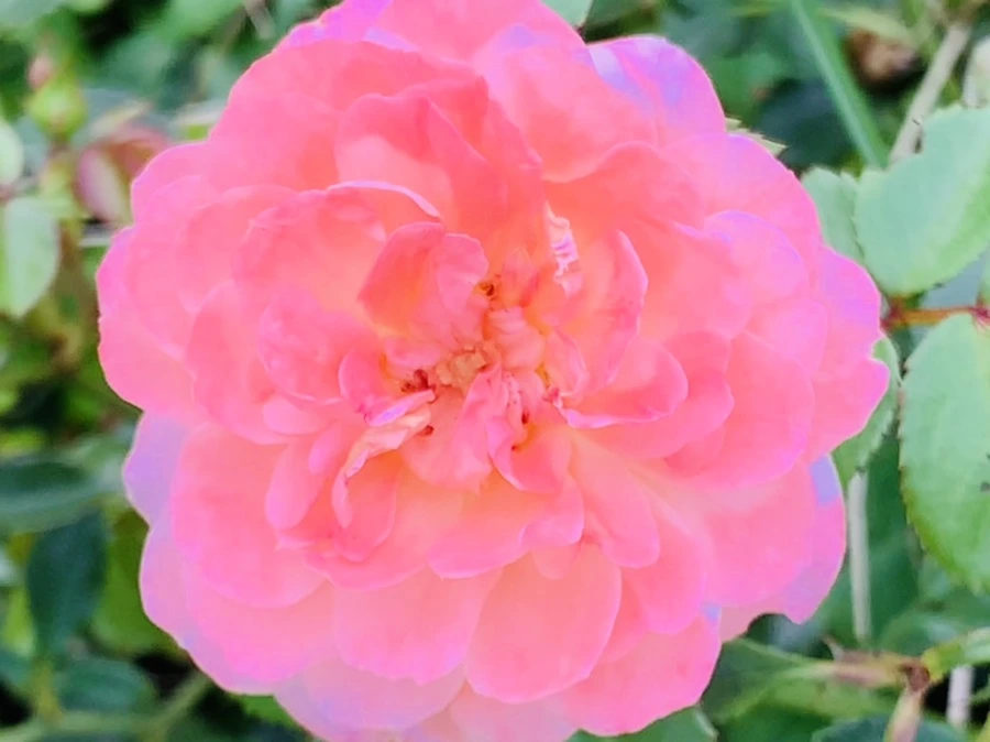 IMG_6052.jpg?type=w966