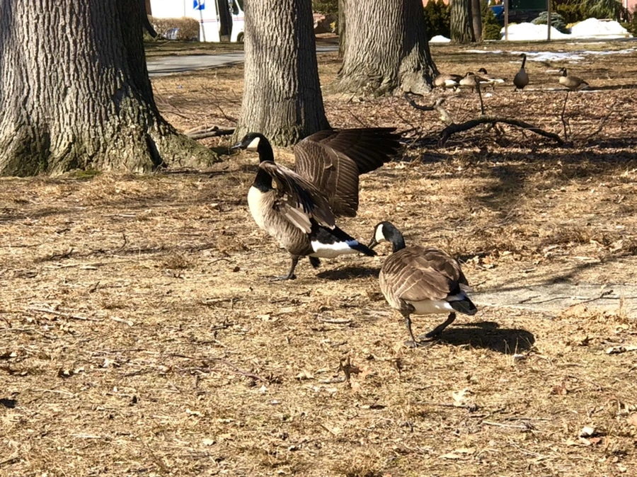 IMG_5156.jpg?type=w966